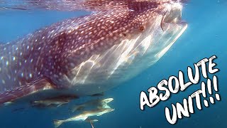 Oslob Whale Sharks - Swimming with the LARGEST FISH in the World!!! | Cebu Philippines Travel Guide by Poor Man's Backpack 147 views 3 years ago 5 minutes, 26 seconds