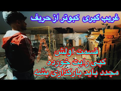 ترويض الحمام اصطياد حمامة الخصم ليلا نتيجة كلام مهدي لوله السلبي بأن الحمام يروض مشهد