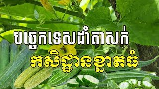 បច្ចេកទេសដាំត្រសក់ លក្ខណៈអាជីវកម្ម កសិដ្ឋានខ្នាតធំ