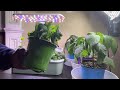 #wig2025 - Up potting from Letpot Hydroponics to soil @GtJrGrowsItAlaska @mikeschaoticgardening