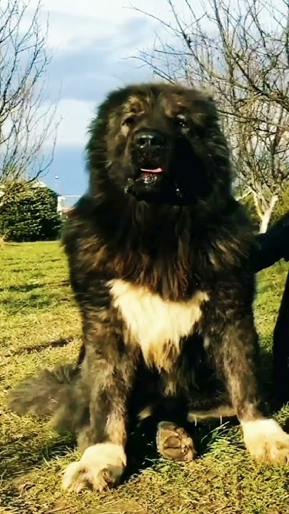 WOLF KILLER THE CAUCASIAN SHEPHERD OVCHARKA DOG #shorts - YouTube