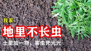 土里加一物，害虫死光光，如何利用万寿菊快速有效地杀死地下害虫：线虫，根蛆，地老虎，蛴螬......【菜园除虫】How Marigolds Kill Pests in the Soil