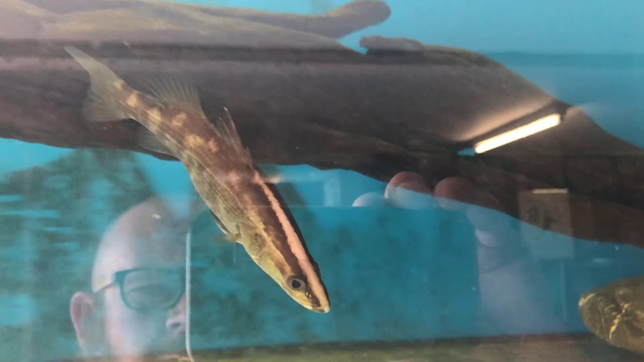 Mangrove Jack and other Aussie Natives 