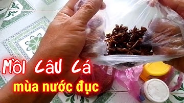 Bài Mồi Câu Cá Mùa Nước Đổ / Đơn Giản Nhưng Hiệu Quả / Xì long