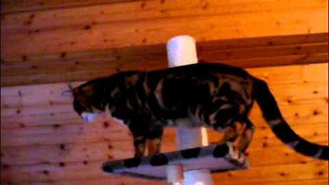 Video 6762761: bengal cat, home bengal