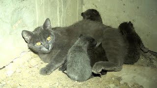 Baby kittens with mother but their basement flooded