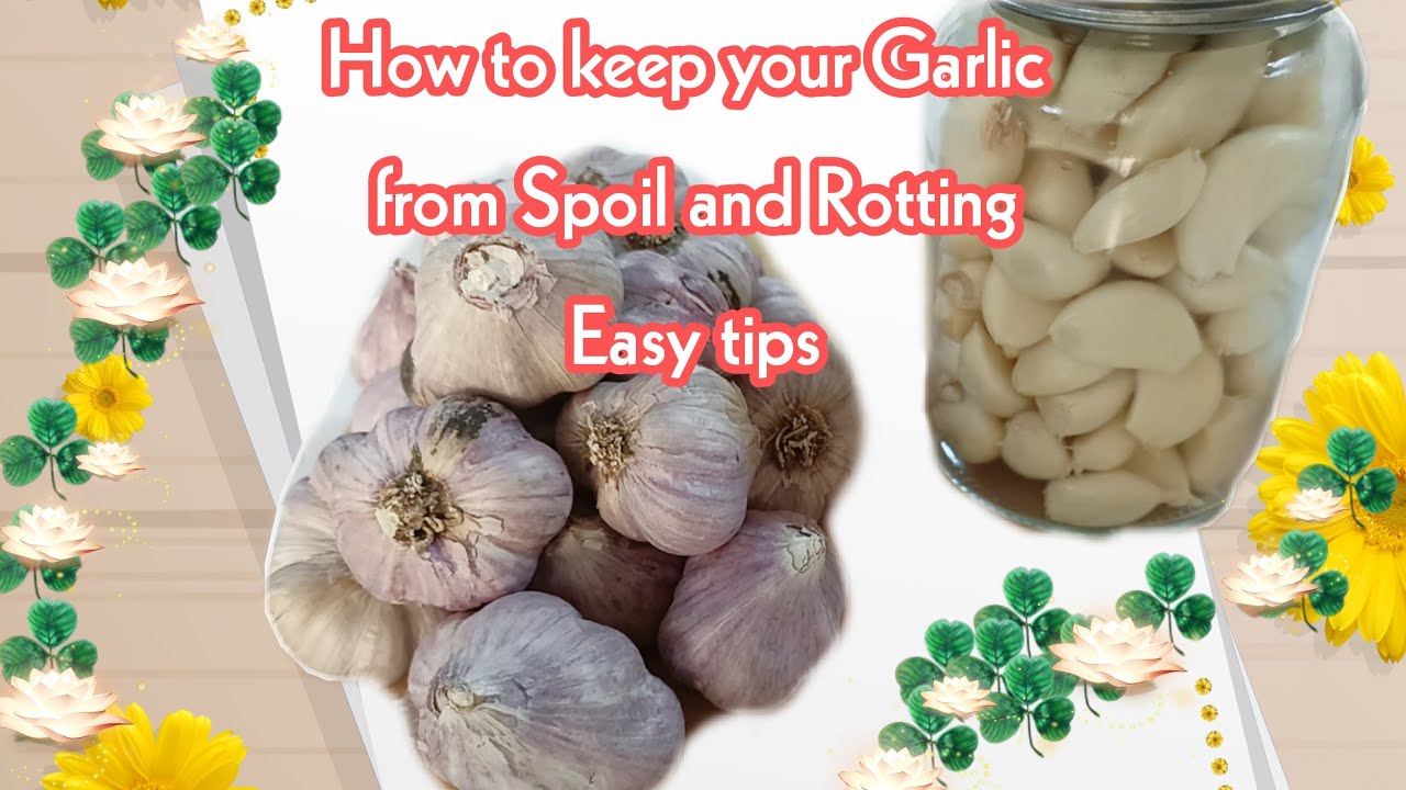 How to Avoid the Garlic does not spoil or rotting easily JOLEAH