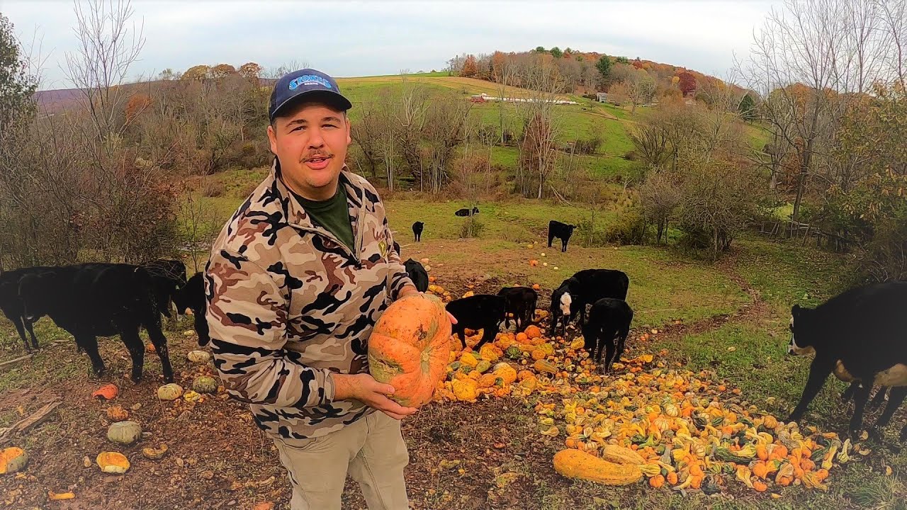 What Farmers Do With Pumpkins After The Holidays YouTube