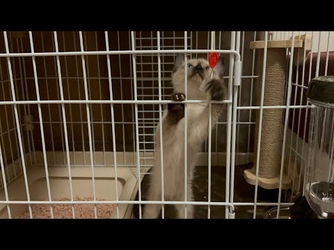 【保護猫】【たぬき】子猫のときの鳴き声可愛すぎ♡【シャム猫】