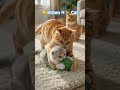 Baby Animals & Their Mothers 🐶🐱 | Learn Animals for Kids | Zoe Toons #Shorts