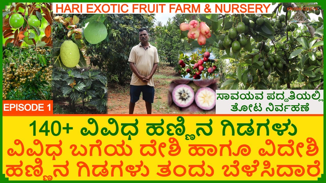 ಸಾವಯವ ಪದ್ಧತಿಯಲ್ಲಿ 140+ ವಿವಿಧ ವಿದೇಶಿ ಹಣ್ಣಿನ ಗಿಡಗಳು | 140 Variety Exotic Fruit Farm | Organic Farm