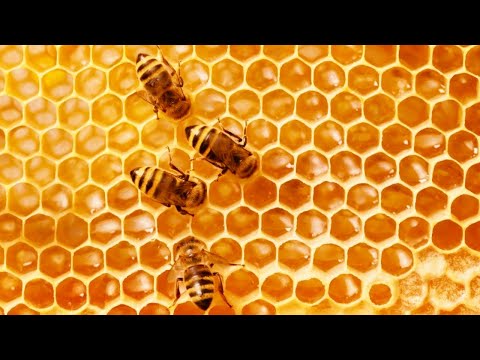 Wideo: Dlaczego Pszczoły Budują Plastry Miodu