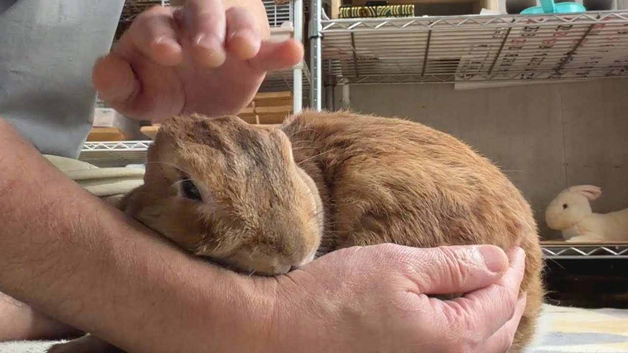wumper rabbit  うさぎ wumper rabbit うさぎ wumper rabbit うさぎ wumper rabbit うさぎ