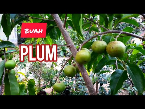 Video: Varietas Plum Eurasia: Deskripsi Dan Karakteristik, Kelebihan Dan Kekurangan, Fitur Penanaman Dan Perawatan + Foto Dan Ulasan