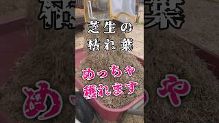 芝生の枯れ葉どんだけ獲れるの⁉＼芝生更新でスッキリ／【サッチング】