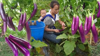 FULL VIEO:14 Days  Harvest eggplants and lychees to sell &buy milk for child-Ly tieu Ly