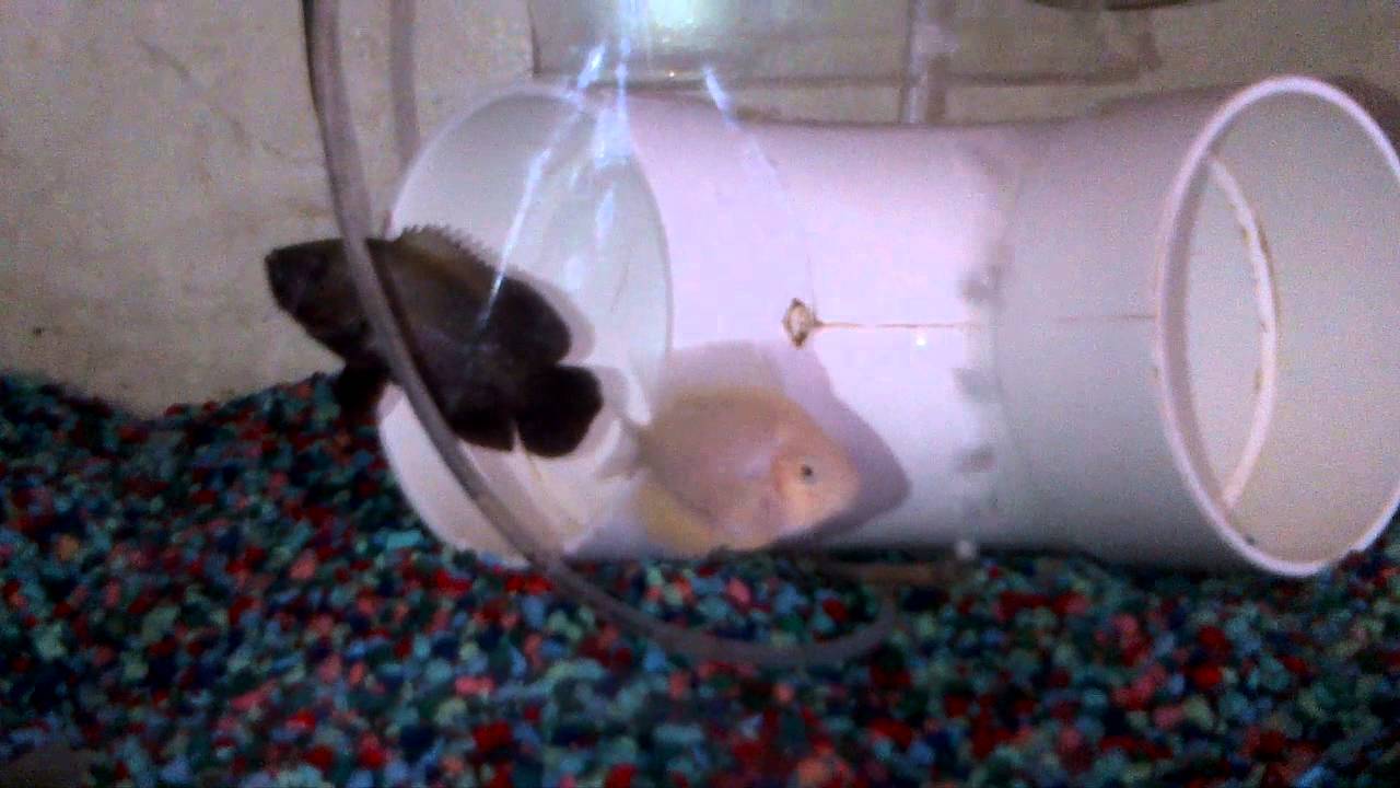Oscar Fish & Gold Severum Feeding my oscars and gold severum YouTube