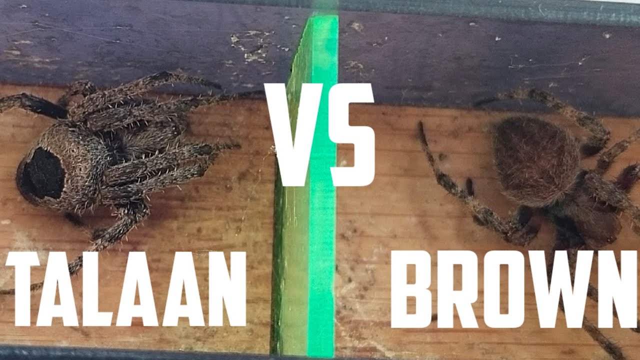 spider fight: Talaan Vs brownLEE Isang kagat tirik agad.. + 2nd fight goliath vs david..