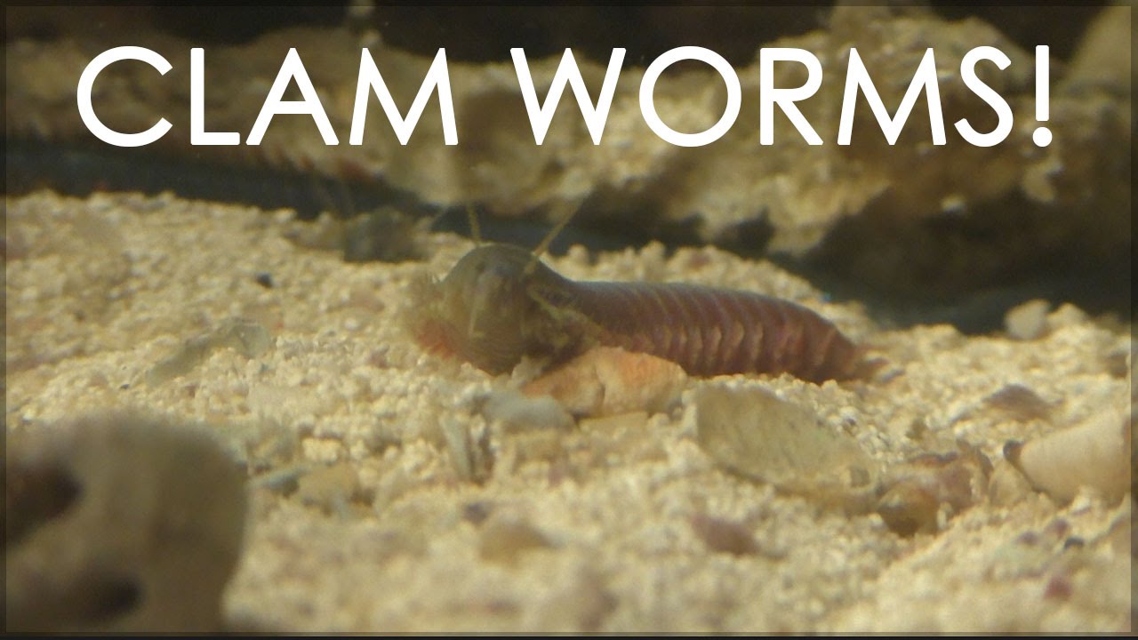 clam worms 5 crazy