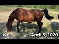 Foal Detection with Morgan Mare NSS Alagio