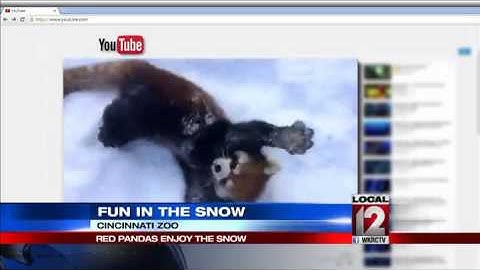 Video shows red pandas at Cincinnati Zoo enjoying the snow