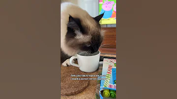 Что делать, если кот не пьет воду
