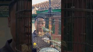 Udah gacor aja, gak terasa udah lima bulan usianya 😁