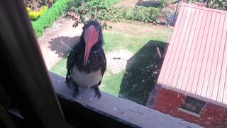 Bird at the Window... Entebbe, Uganda screenshot 4