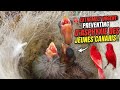 Les causes d'asphyxie des jeunes oiseaux (canaris)أسباب إمتلاء الحوصلة وإختناق الصغار