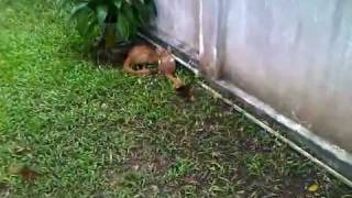 Petting Spring Hare