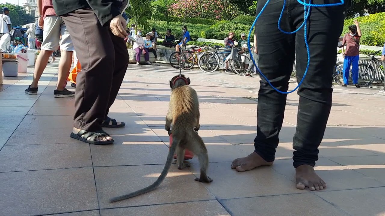 Monyet Lucu Di Tugu Pahlawan Surabaya - Tambak Bedes