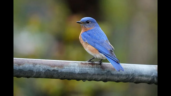 May 2022 - Waterman Bird Club's 60th Anniversary of Bluebird Trails in Dutchess County, NY