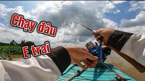 Câu Tôm Miền Tây , Dấu Hiệu Tôm Gom Ổ