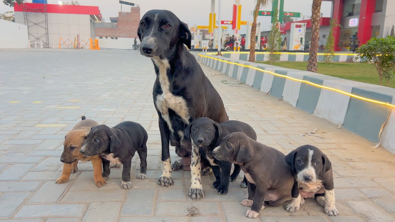 She Trying to Stop Every Car...His Eyes Said 'Don't Leave Me'