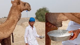 camel 🐫🐪 mailk benefits | health | food | camel milk benefits for diabetes control