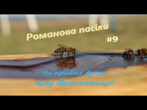 Телеканал Броди online: Романова пасіка. Чи прийме вулик чужу бджоломатку та як зібрати пилок? Випуск №9 (ТК Телеканал Броди online: Романова пасіка. Чи прийме вулик чужу бджоломатку та як зібрати пилок? Випуск №9 (ТК