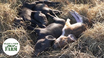First Time Farrowing: Lessons Learned On Our Small Farm