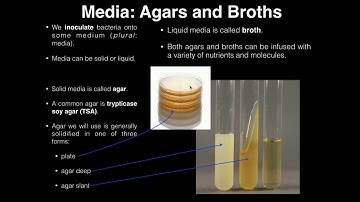 Lab Exercise 1: Introduction to Microbiology