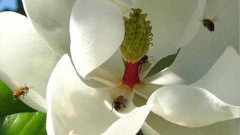 Calc07 1 Integral as Net Change