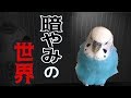 【お喋り】5時は怖~い。暗やみの世界 セキセイインコ・うめ Budgie Talks About Dark Side of World