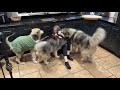 Wolf Pack Dogs Reunited With Their Mom! They&#39;re So Happy! (And The Cat Too!!)