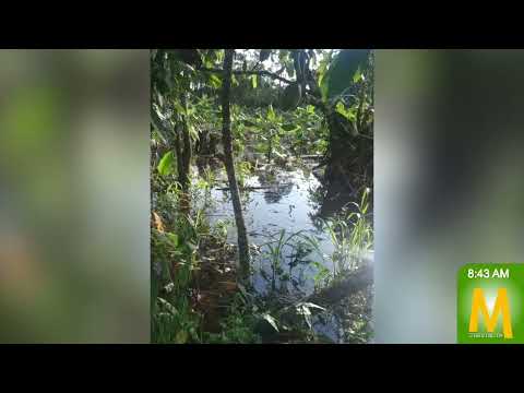 Campesina perdió cultivos de maíz, yuca y plátano