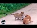 Леопард в Деле / Леопард против Собаки, Птицы, Обезьяны