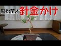 黒松苗木針金かけ（盆栽・初心者の方向け）
