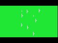 Birds flying top view green screen 