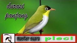 Masteran Mp3 Suara Burung Pleci Juara || Isian Juara cocok Untuk terapi - Durasi Panjang  - Durasi: 1:05:38. 