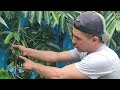 Insectos en el árbol de guanabana (apate borer)