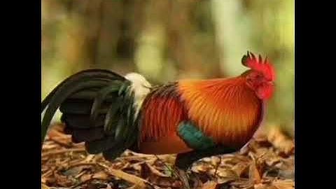 Tiếng gà rừng gáy không tạp âm chuẩn file mp3