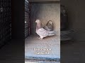 Khubsurat Highflyer jor ka shauk kijye #pigeon #kabootar #kabootarba #kabutar #pigeonlovers