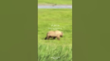 - خلق السماوات بغير عمد ترونها - القارئ الشيخ ياسر الدوسري